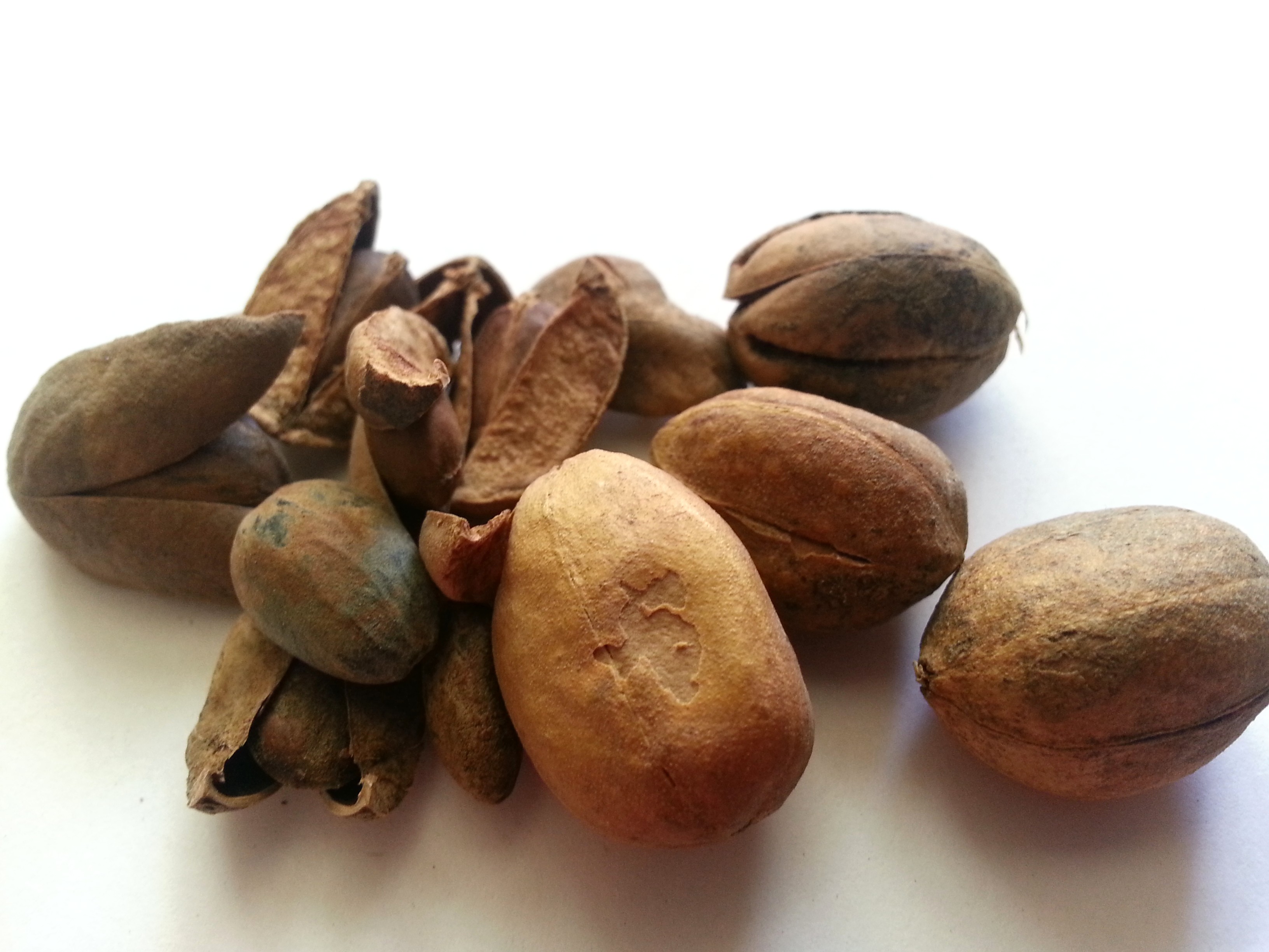 ba dou, crotoisn fructus.jpg