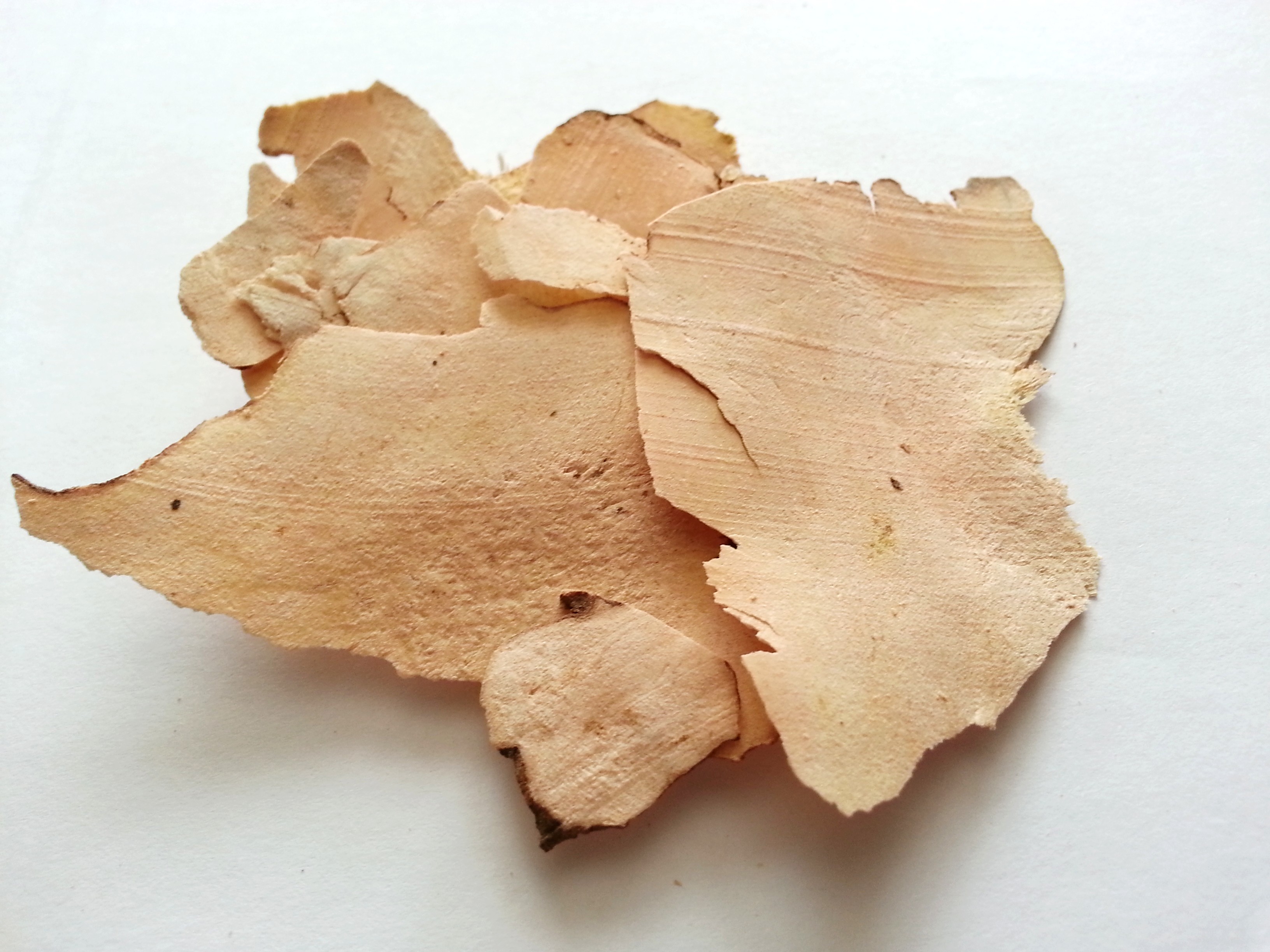 bi xie, dioscoreae hypoglaucae rhizoma.jpg