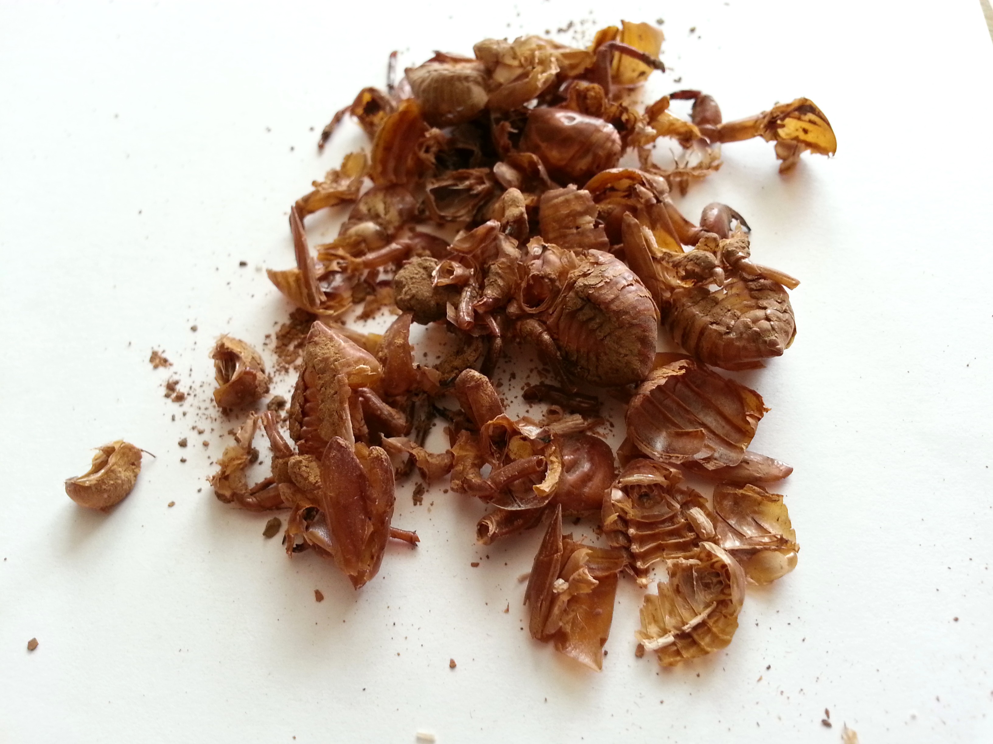 chan tui, cicadae periostracum.jpg