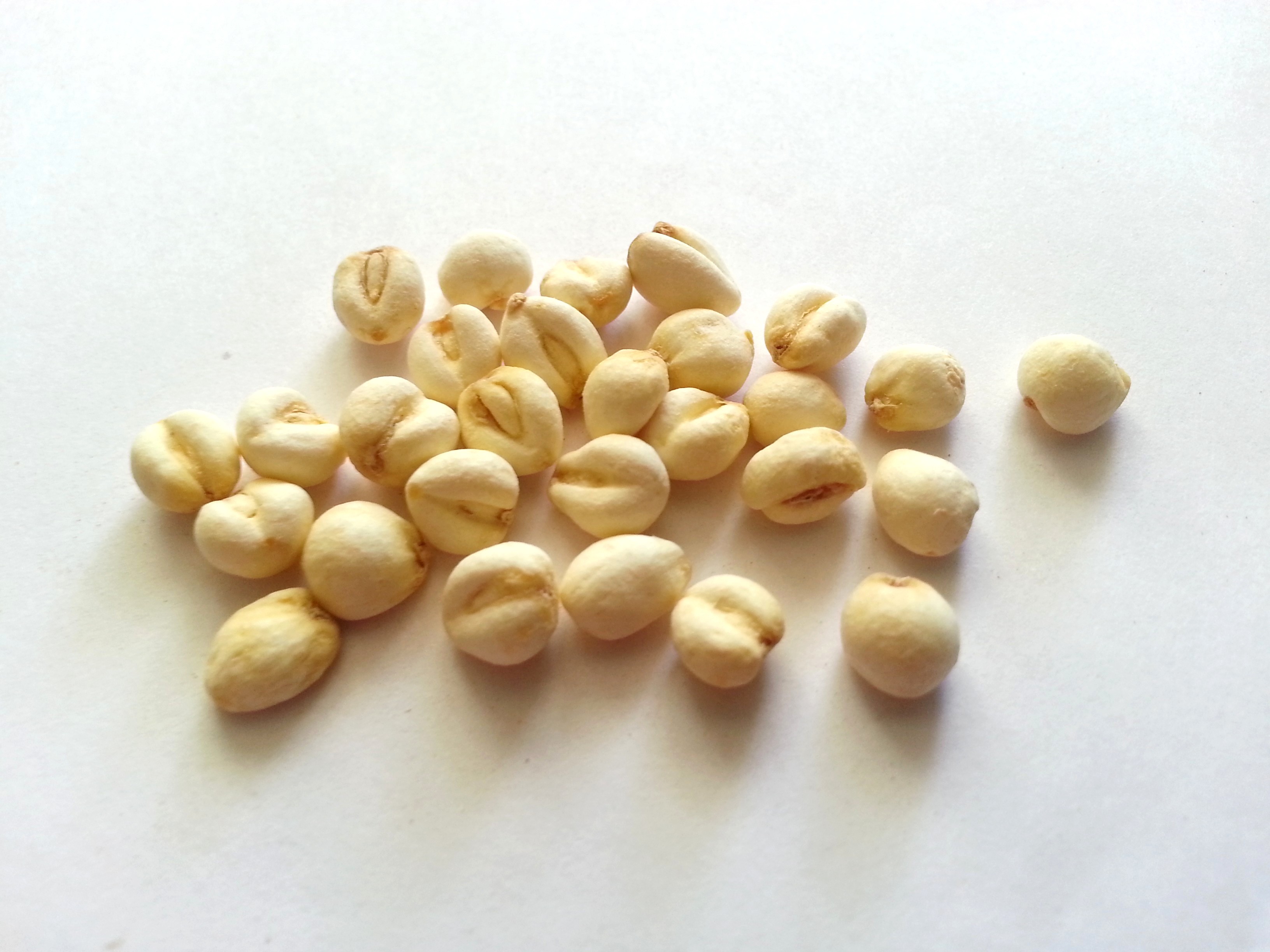 chuan bei mu, fritillariae cirrhosae bulbus.jpg
