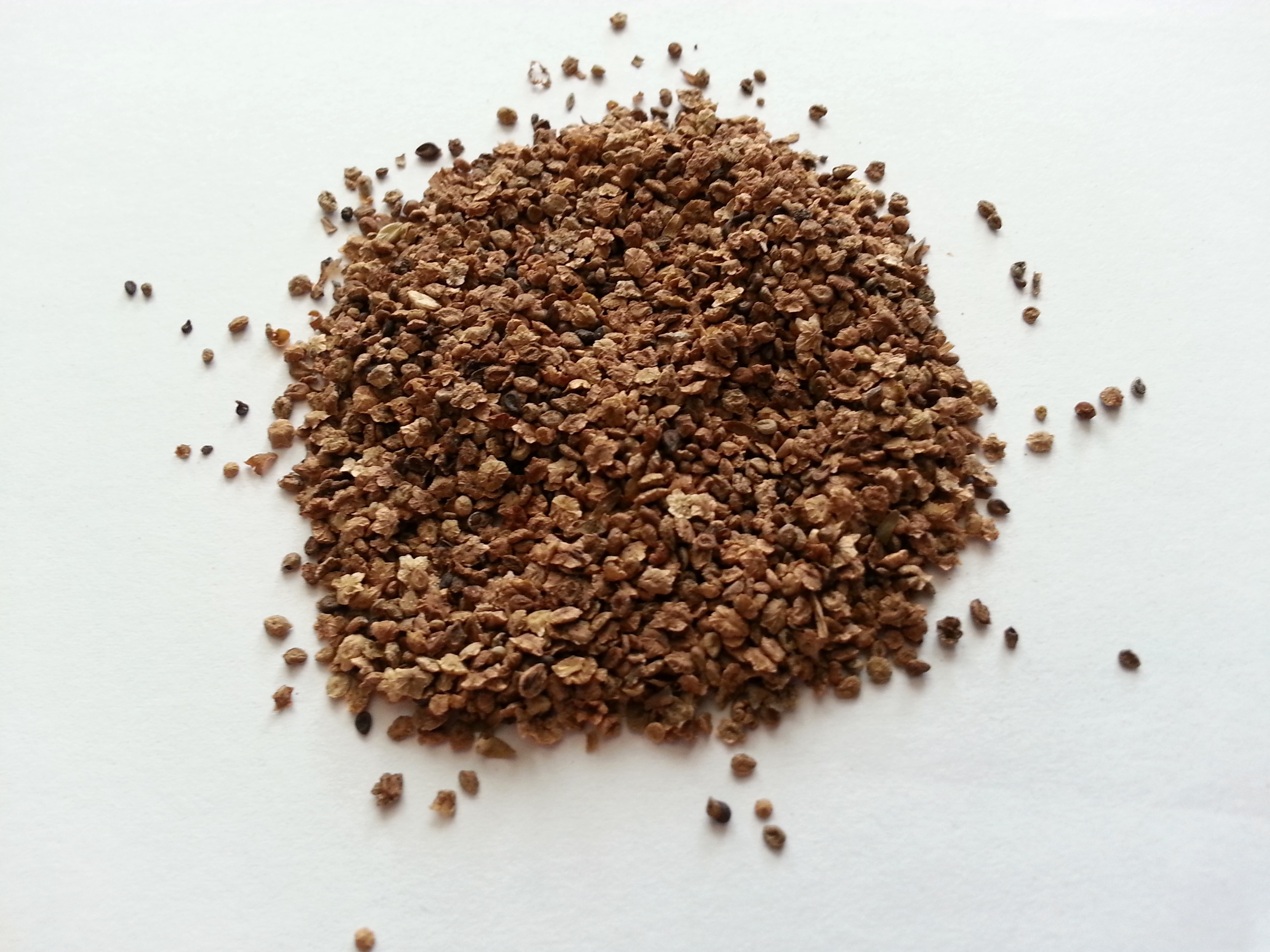 di fu zi, kochiae fructus.jpg