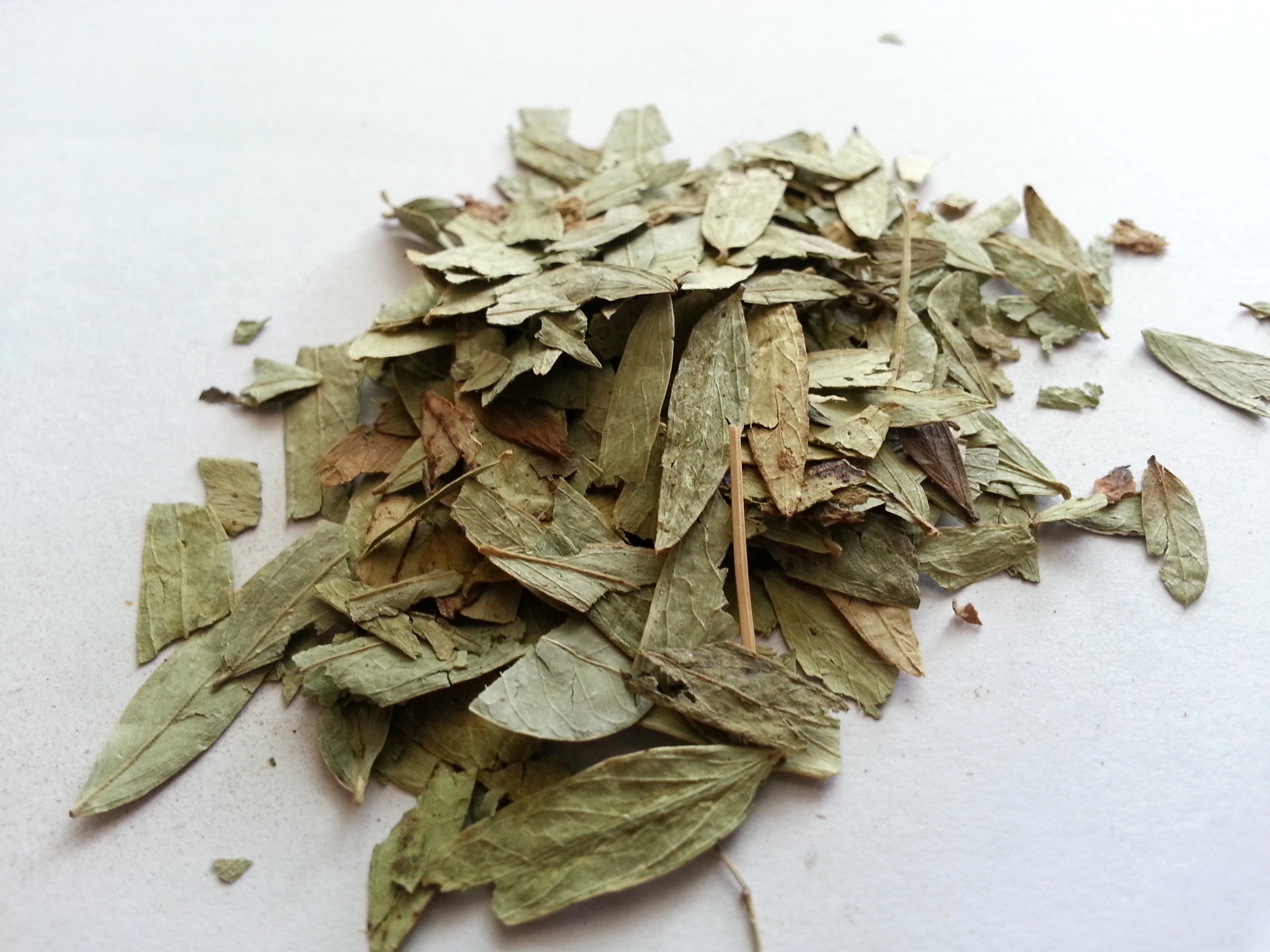 fan xie ye, sennae folium.jpg