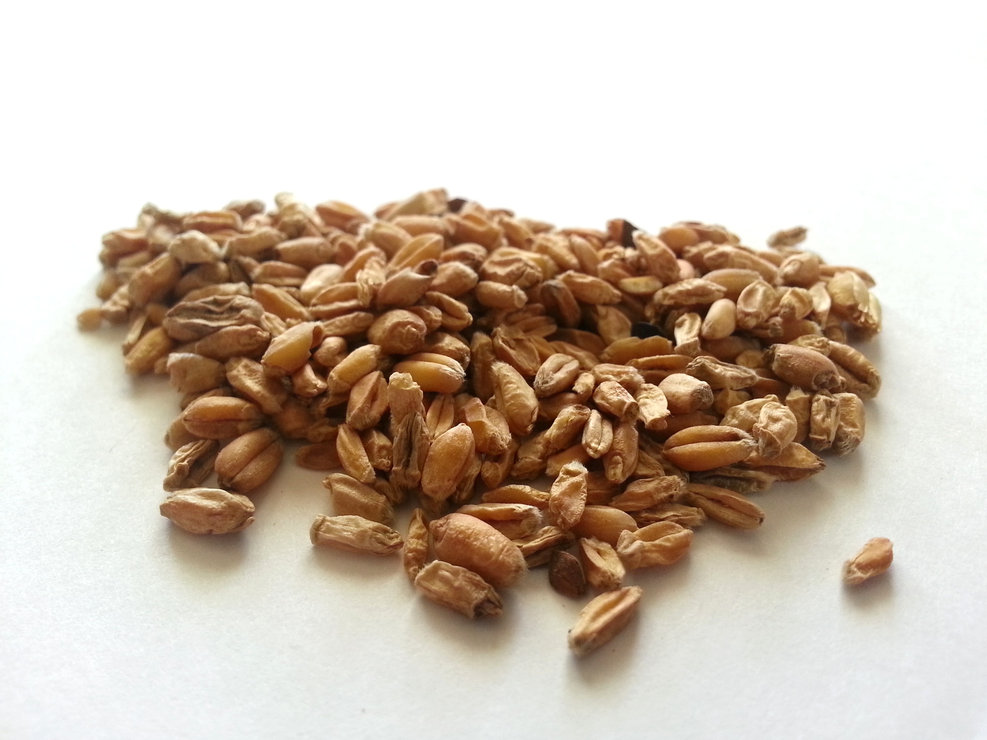 fu xiao mai, tritici fructus levis .jpg