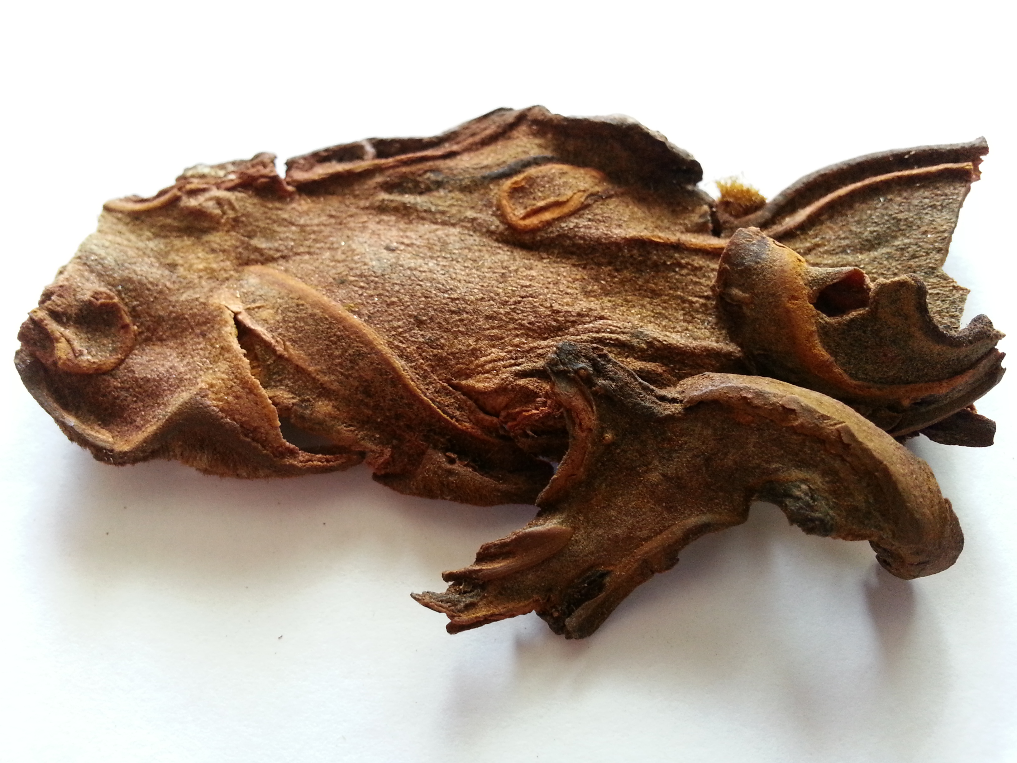 gou ji, cibotii rhizoma.jpg