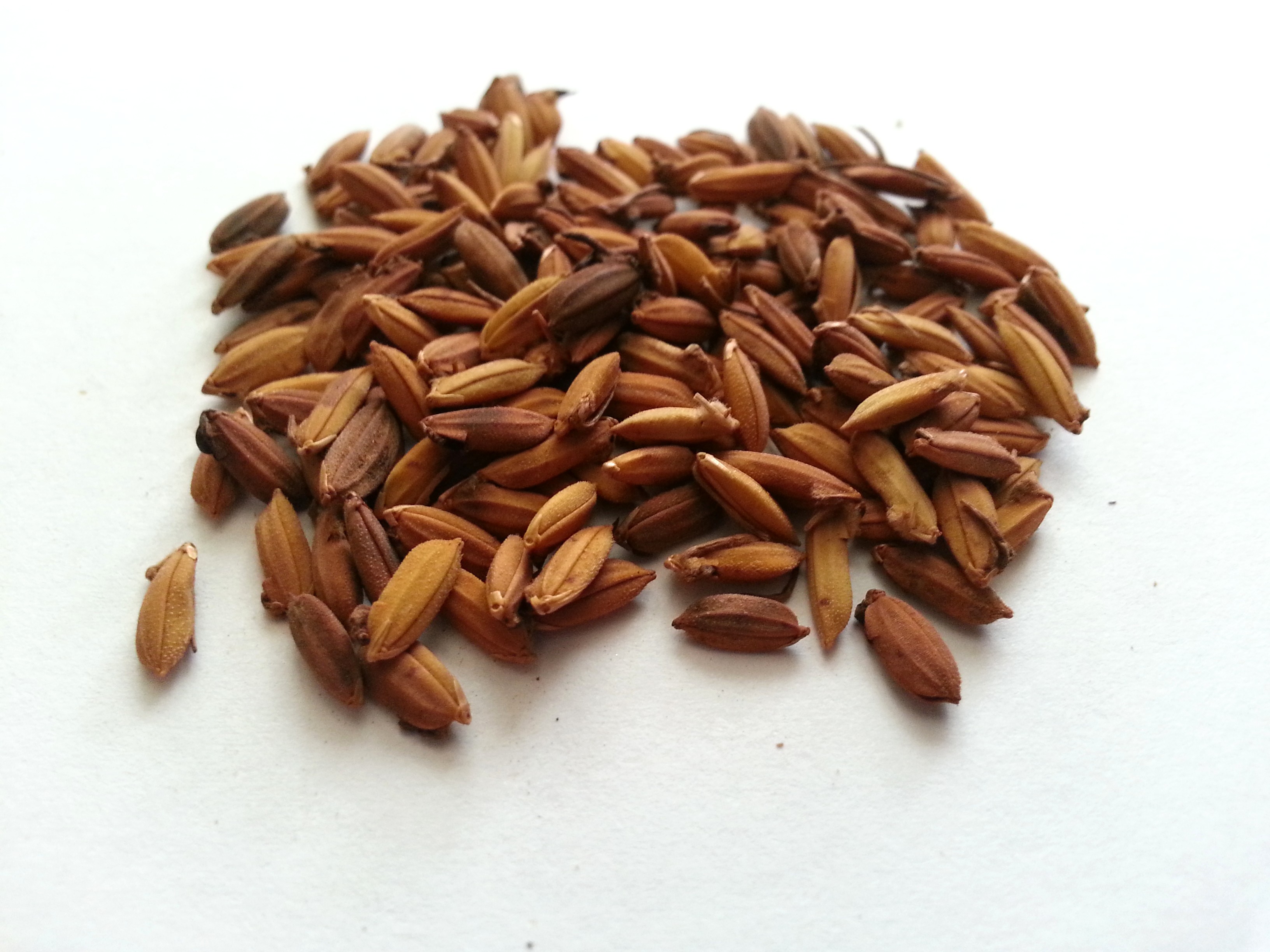 gu ya, sativae fructus germinatus.jpg