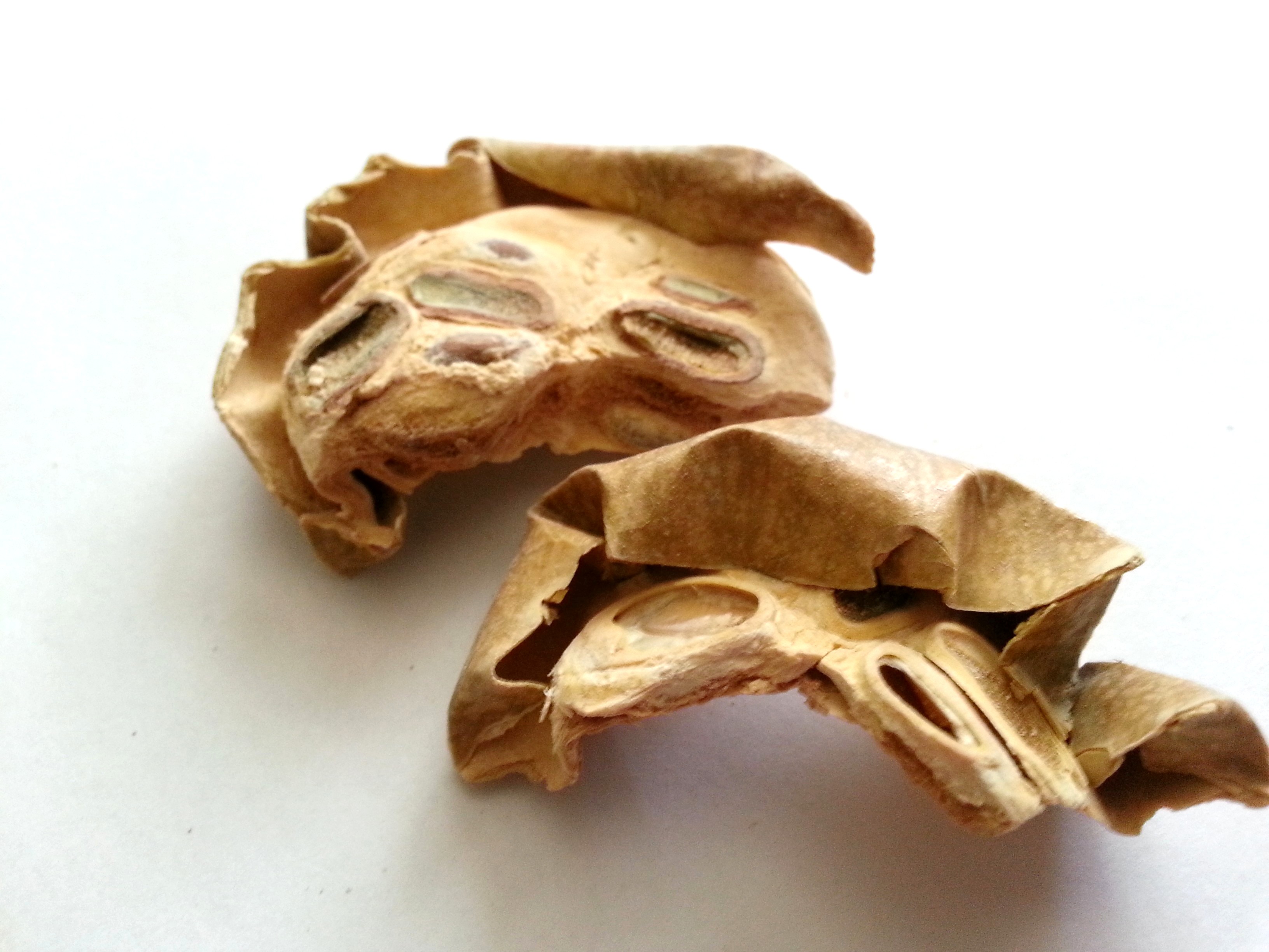 gua lou, trichosanthis fructus.jpg