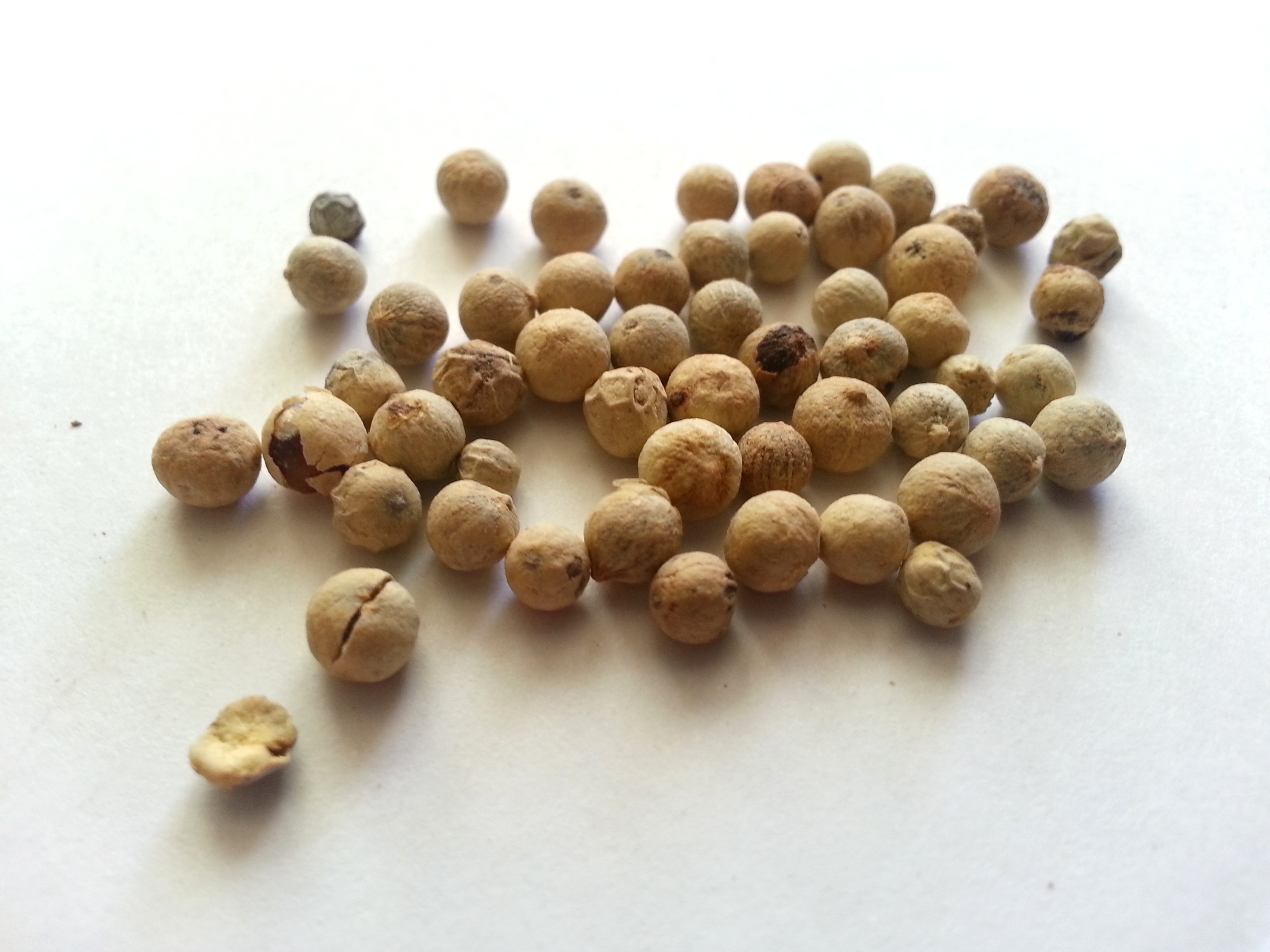 hu jiao, piperis fructus.jpg