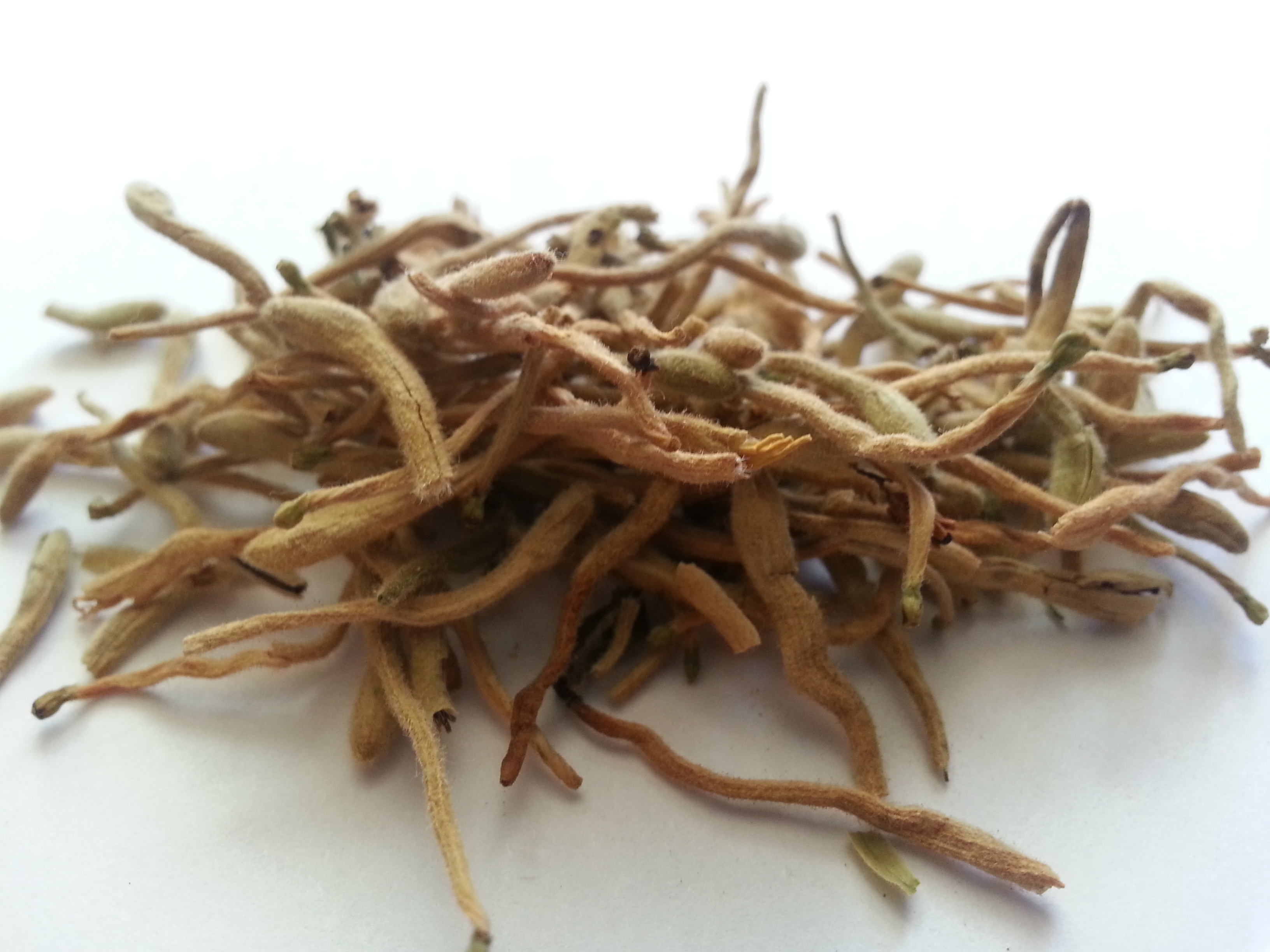 jin yin hua, lonicerae flos.jpg