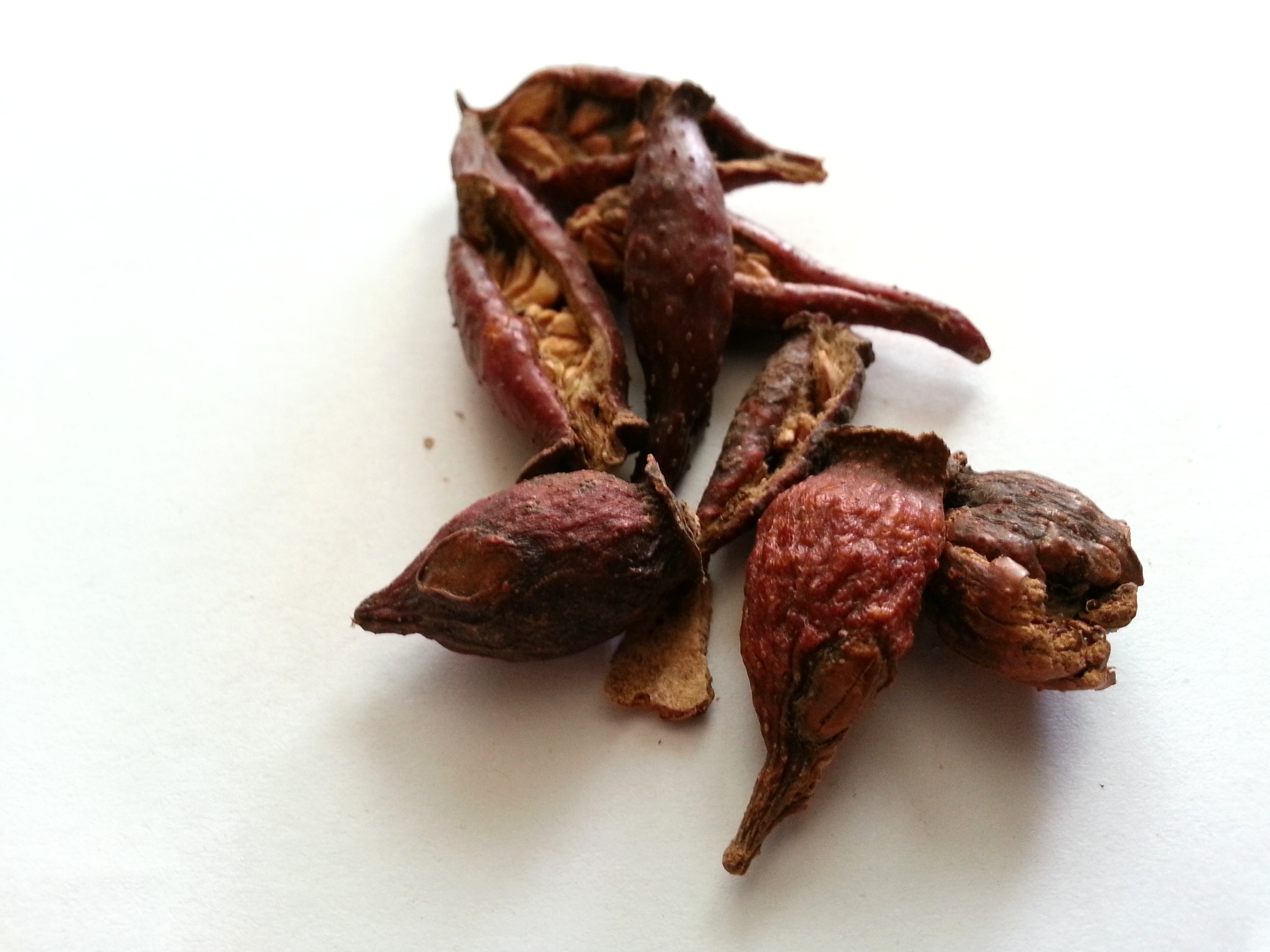 jin ying zi, rosae laevigatae fructus.jpg