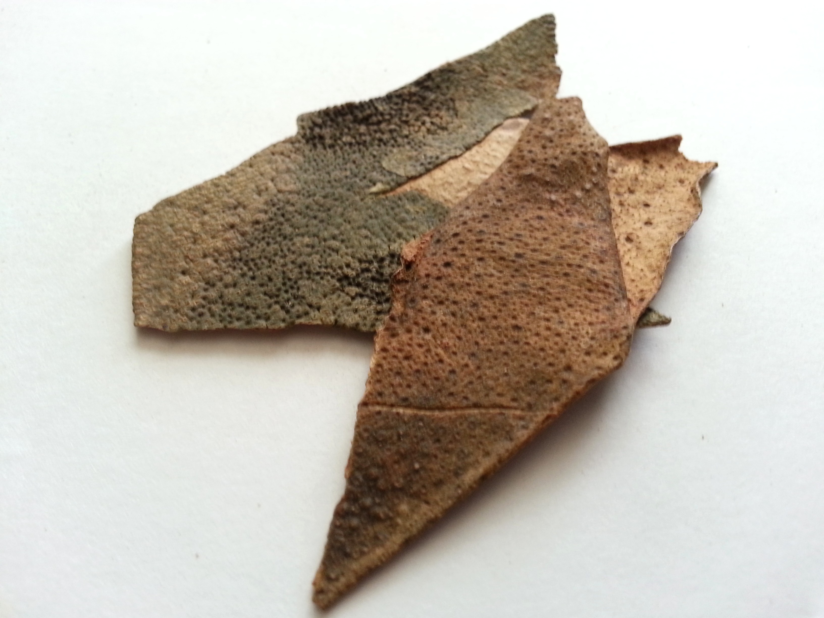 ju hong, citri reticulatae exocarpium rubrum.jpg