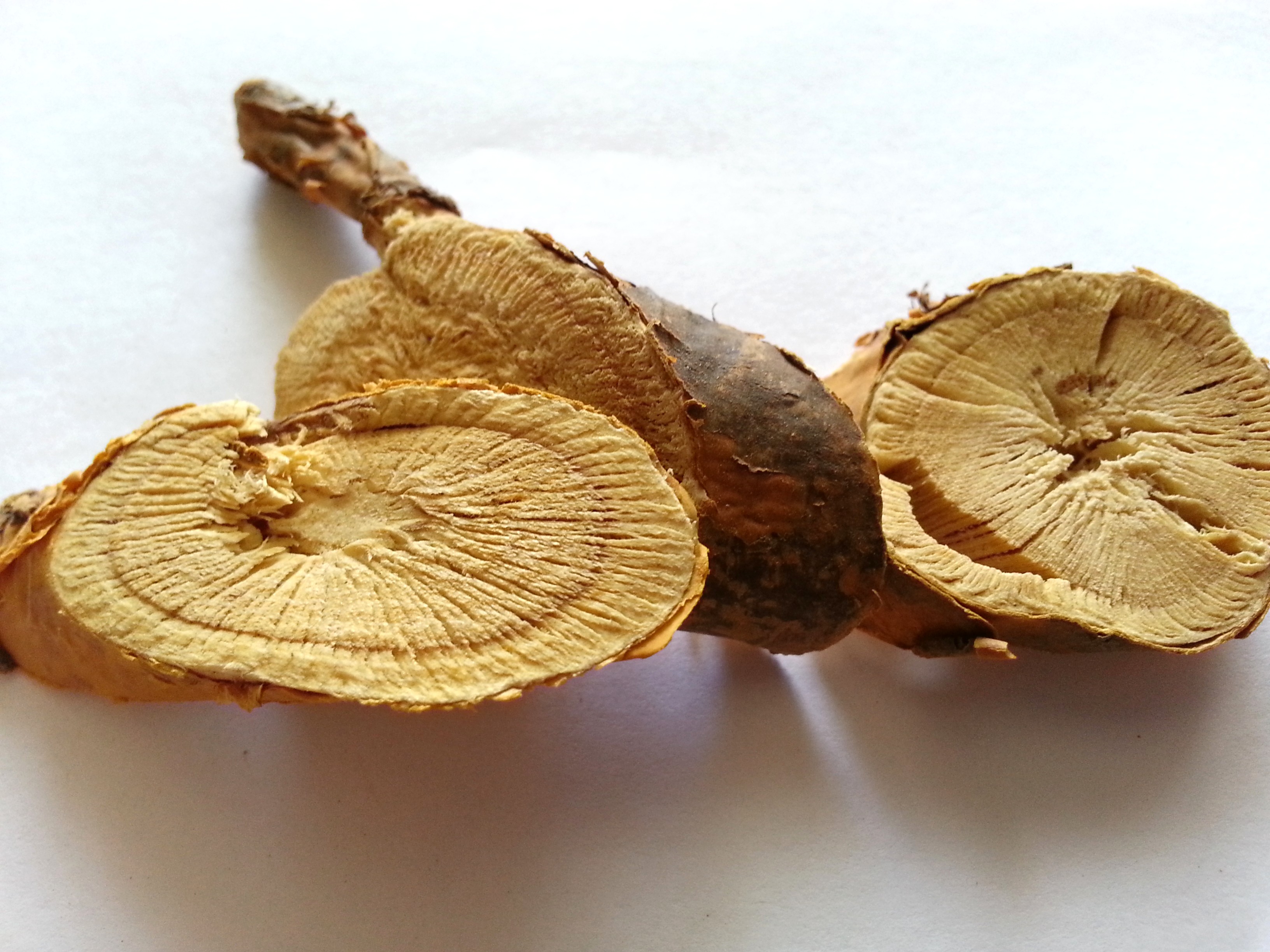 ku shen, sophorae flavescentis radix.jpg