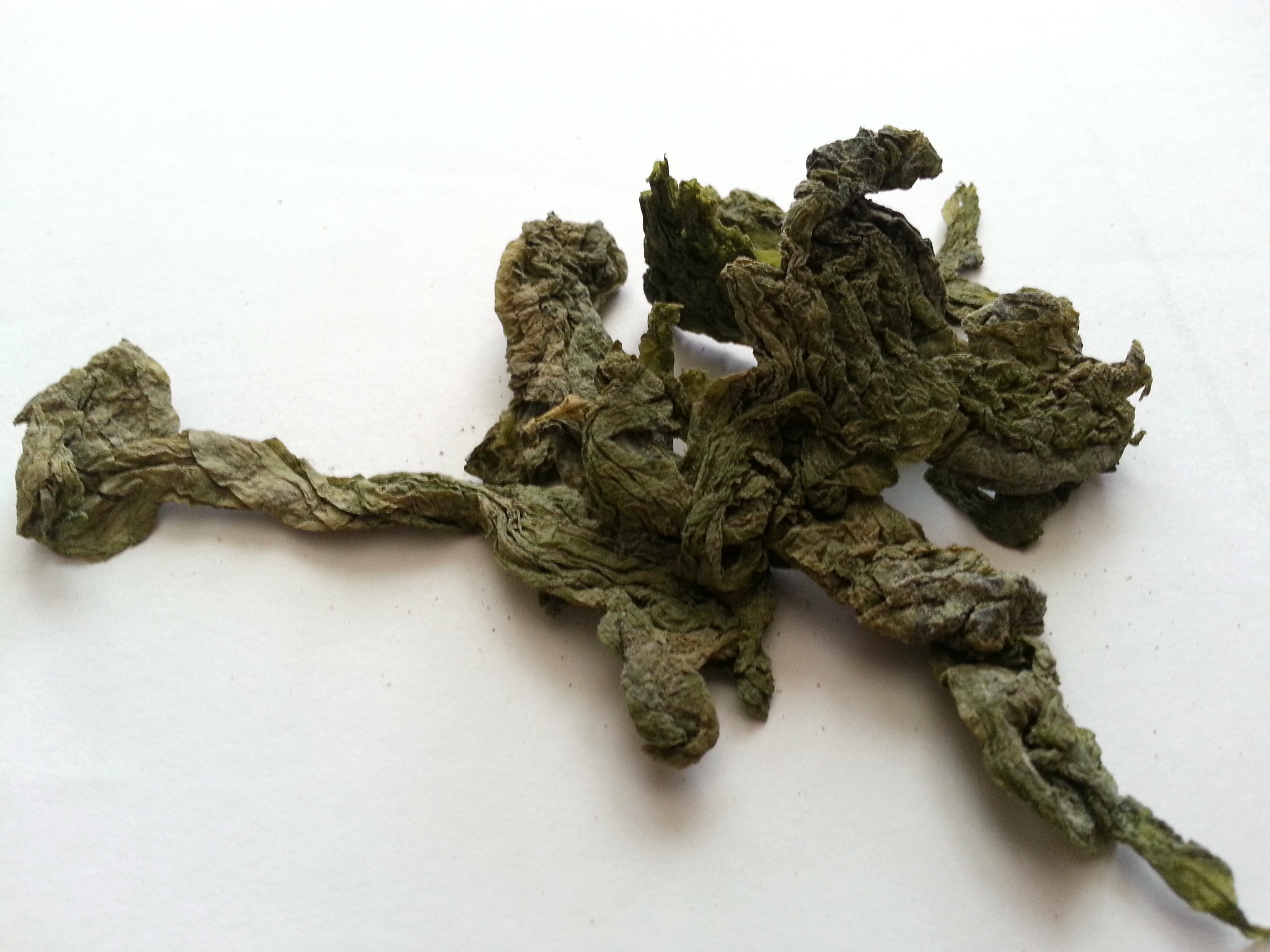 kun bu, eckloniae thallus.jpg