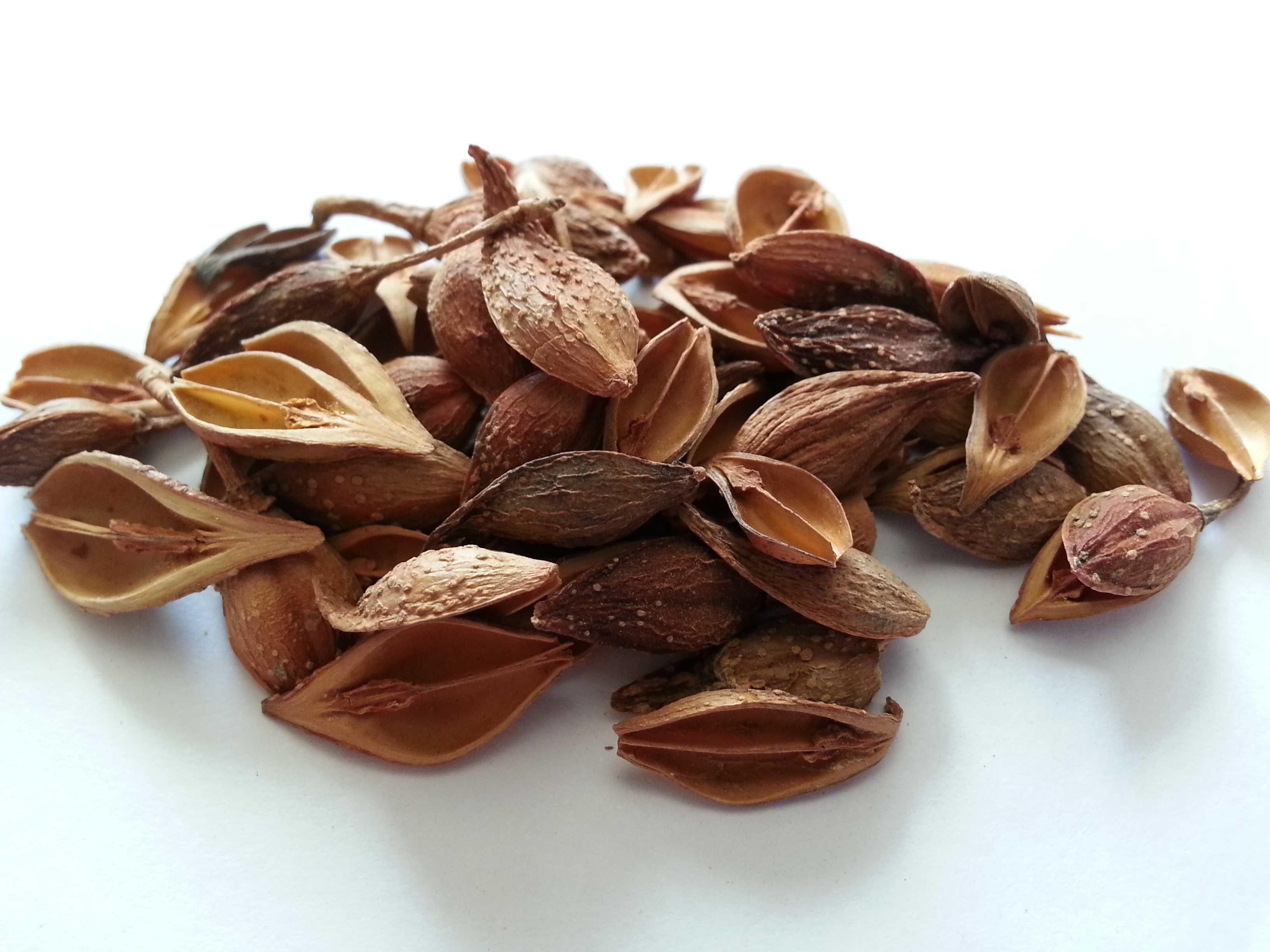 lian qiao, forsyhiae fructus.jpg