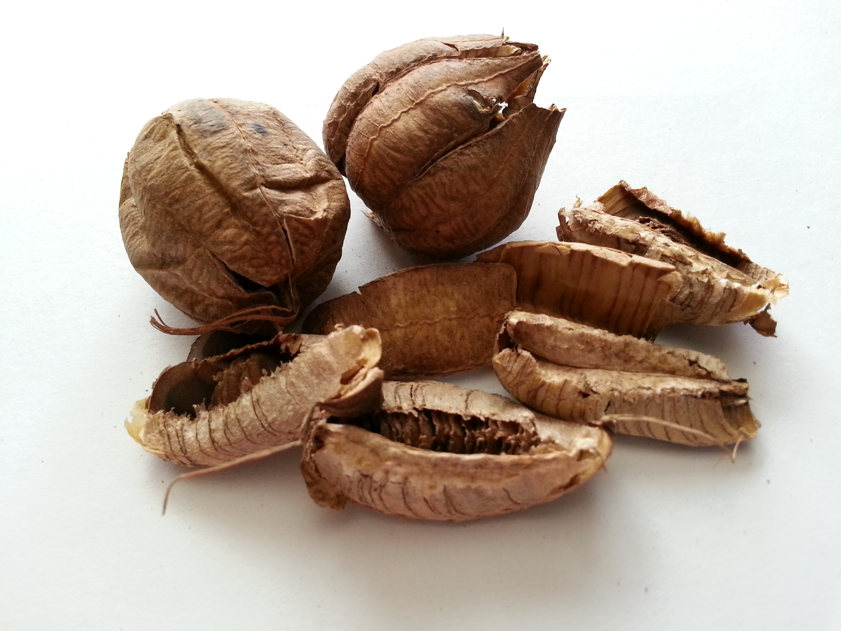 ma dou ling, aristolochiae fructus.jpg