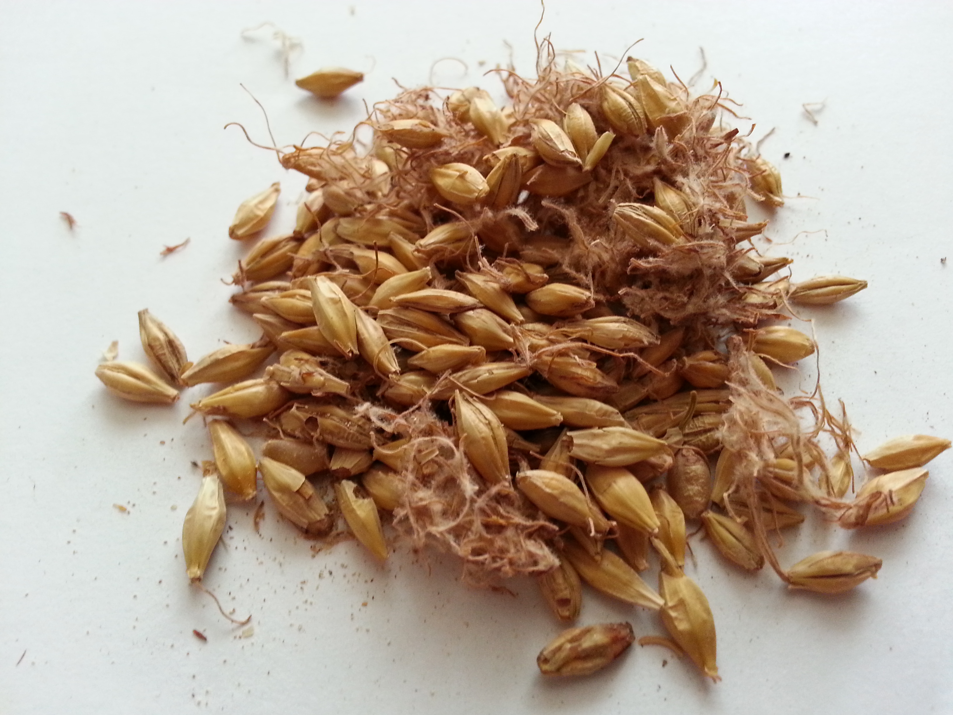 mai ya, hordei fructus germinatus.jpg