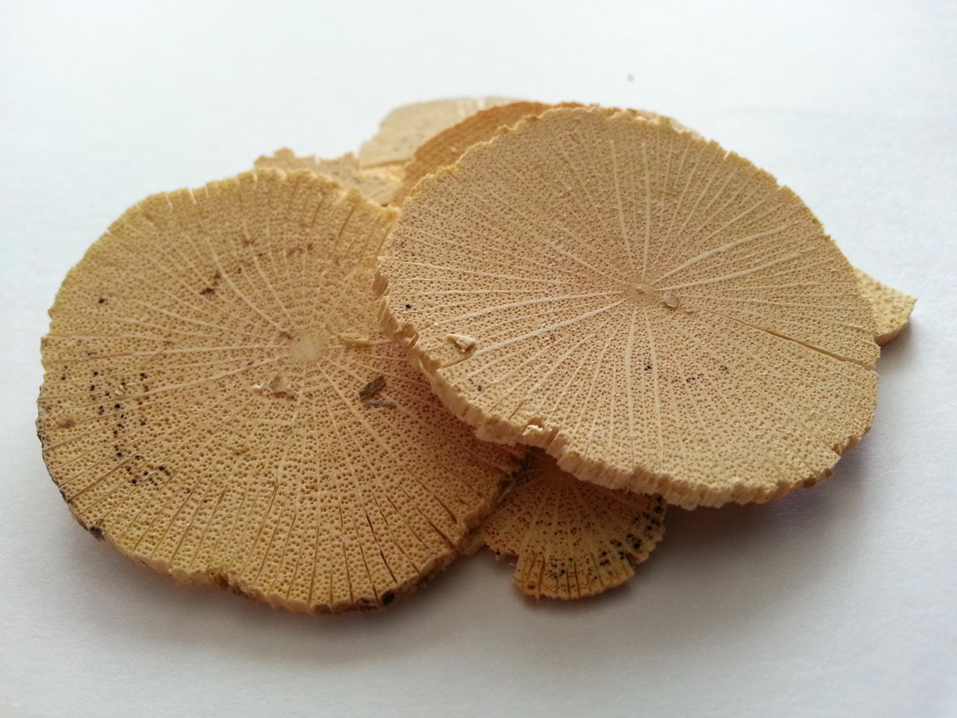 mu tong, akebiae caulis.jpg