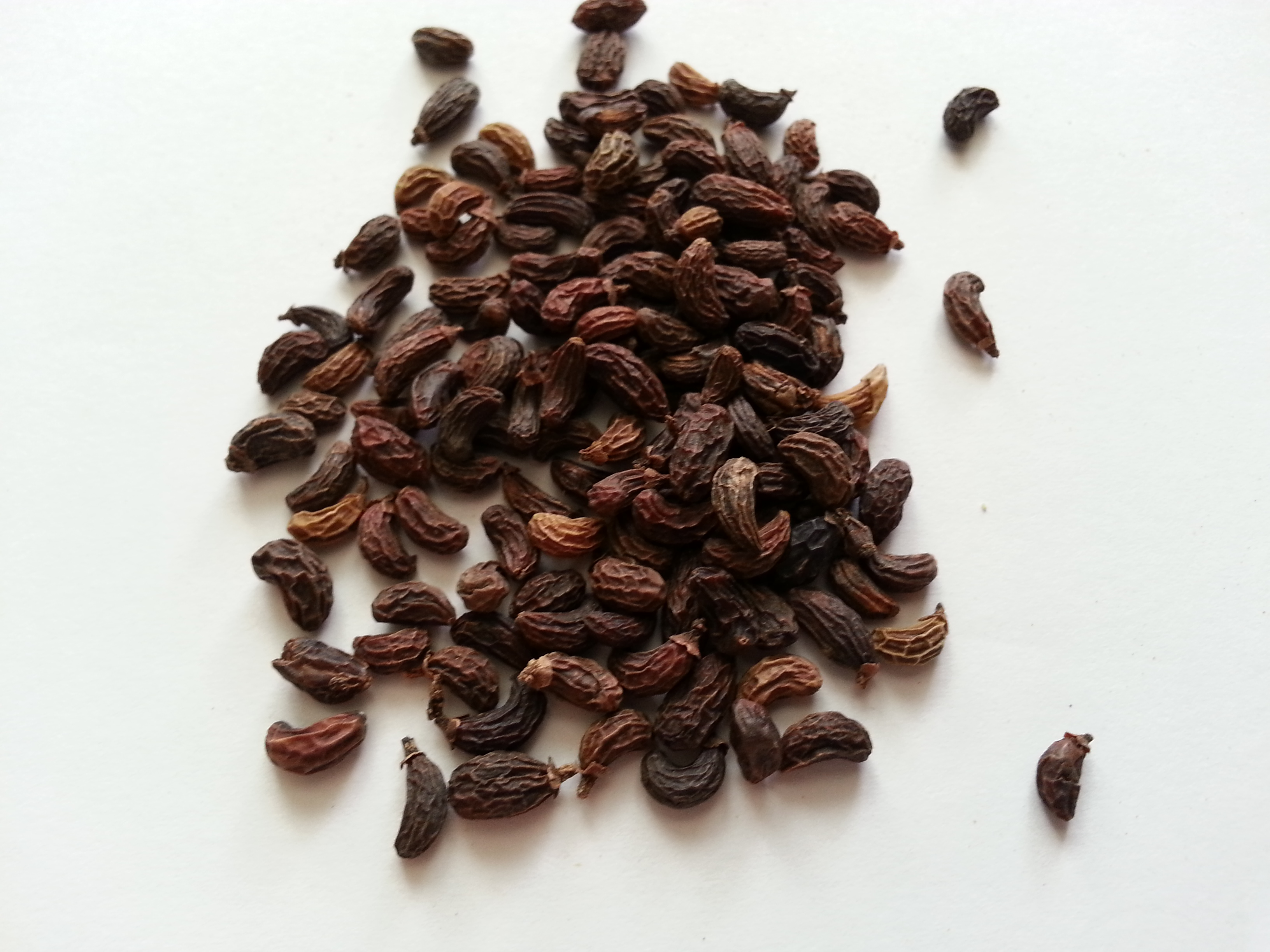 nu zhen zi, ligustri lucidi fructus.jpg