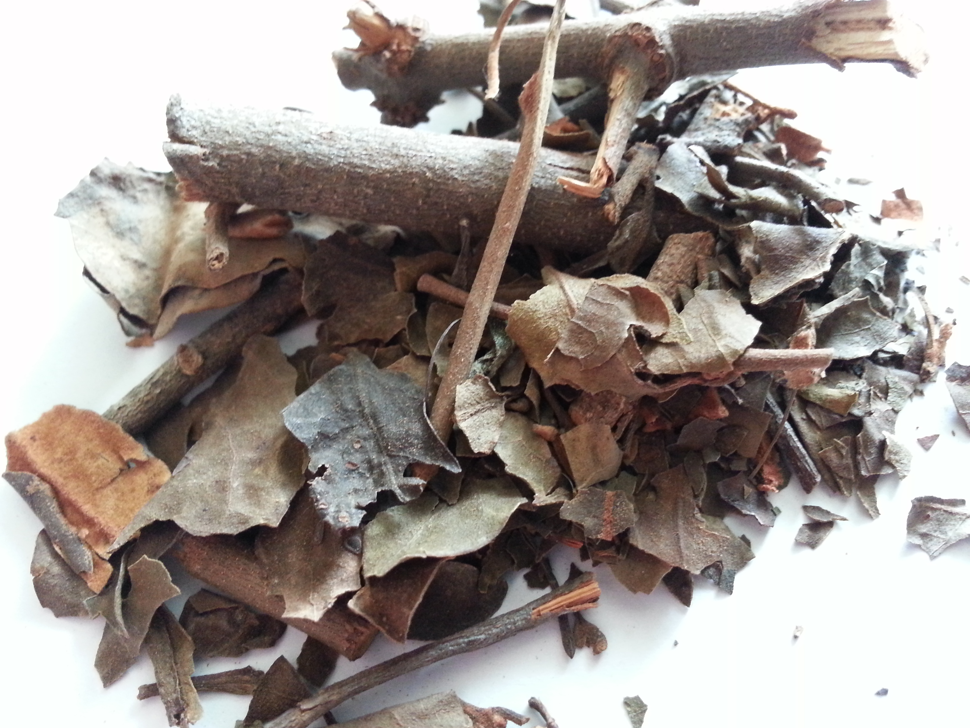sang ji sheng, taxilli herba.jpg