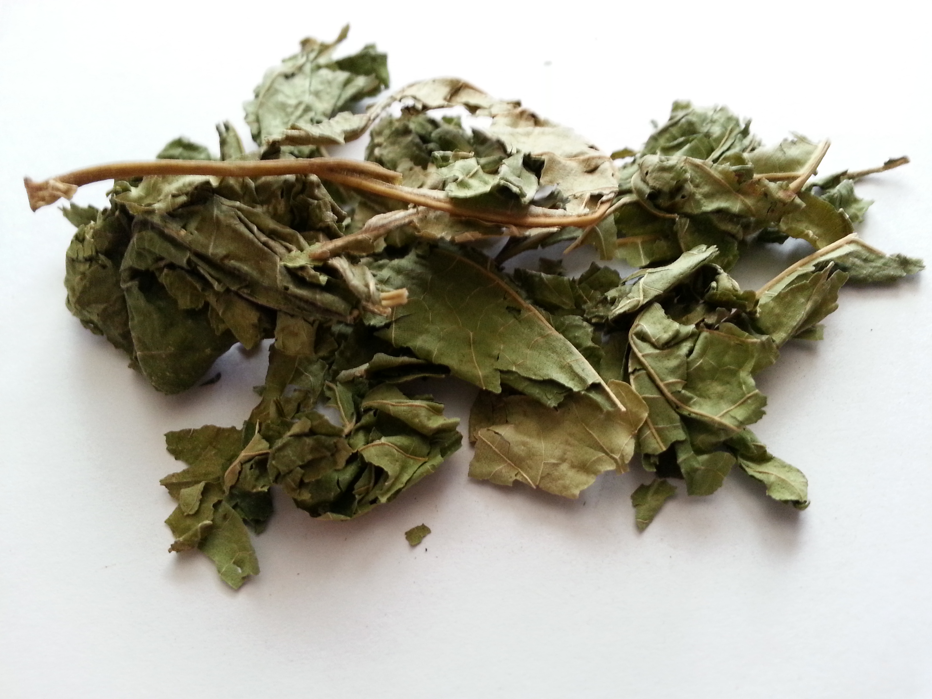 sang ye, mori folium.jpg