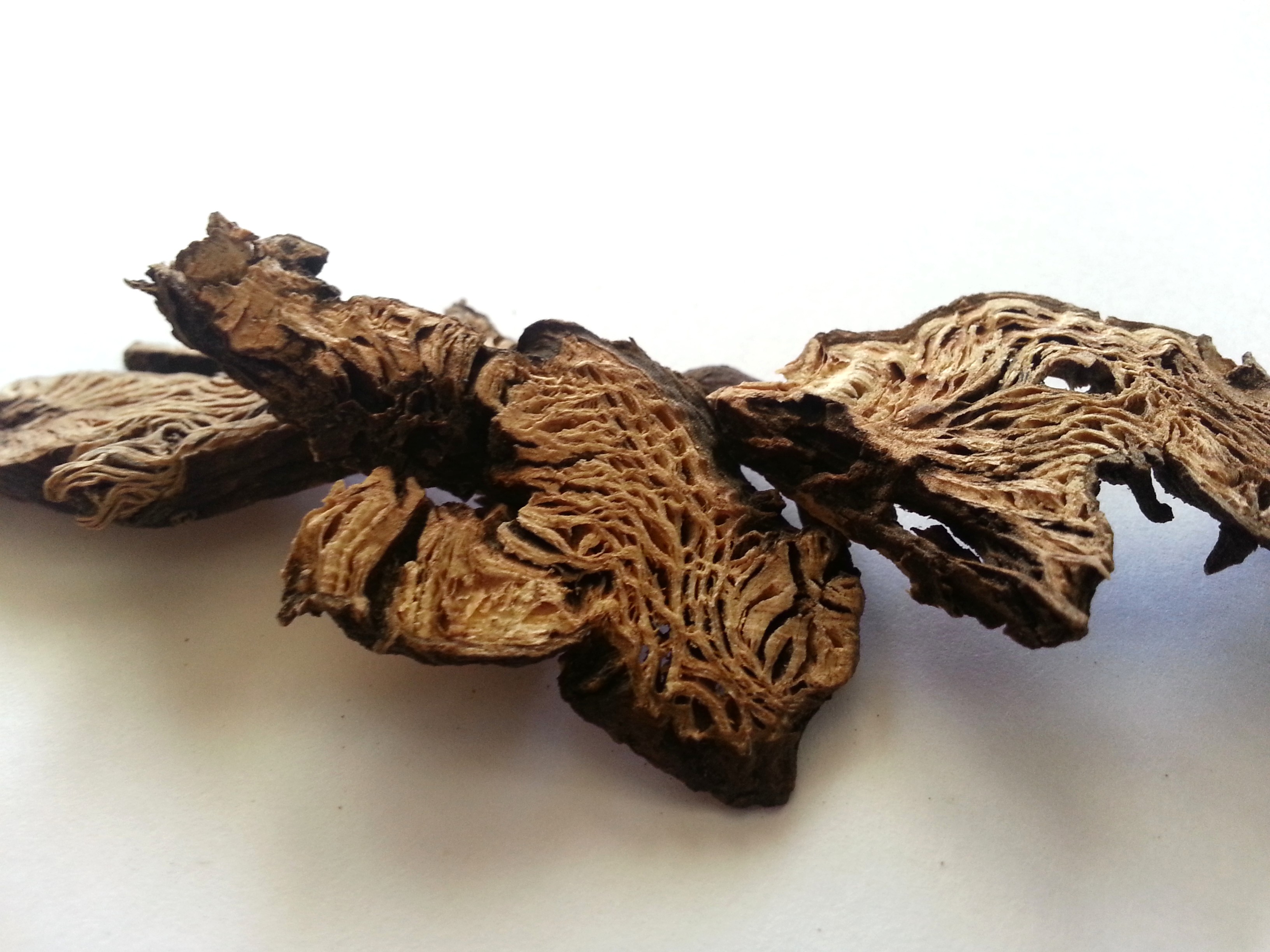 sheng ma, cimicifugae rhizoma.jpg