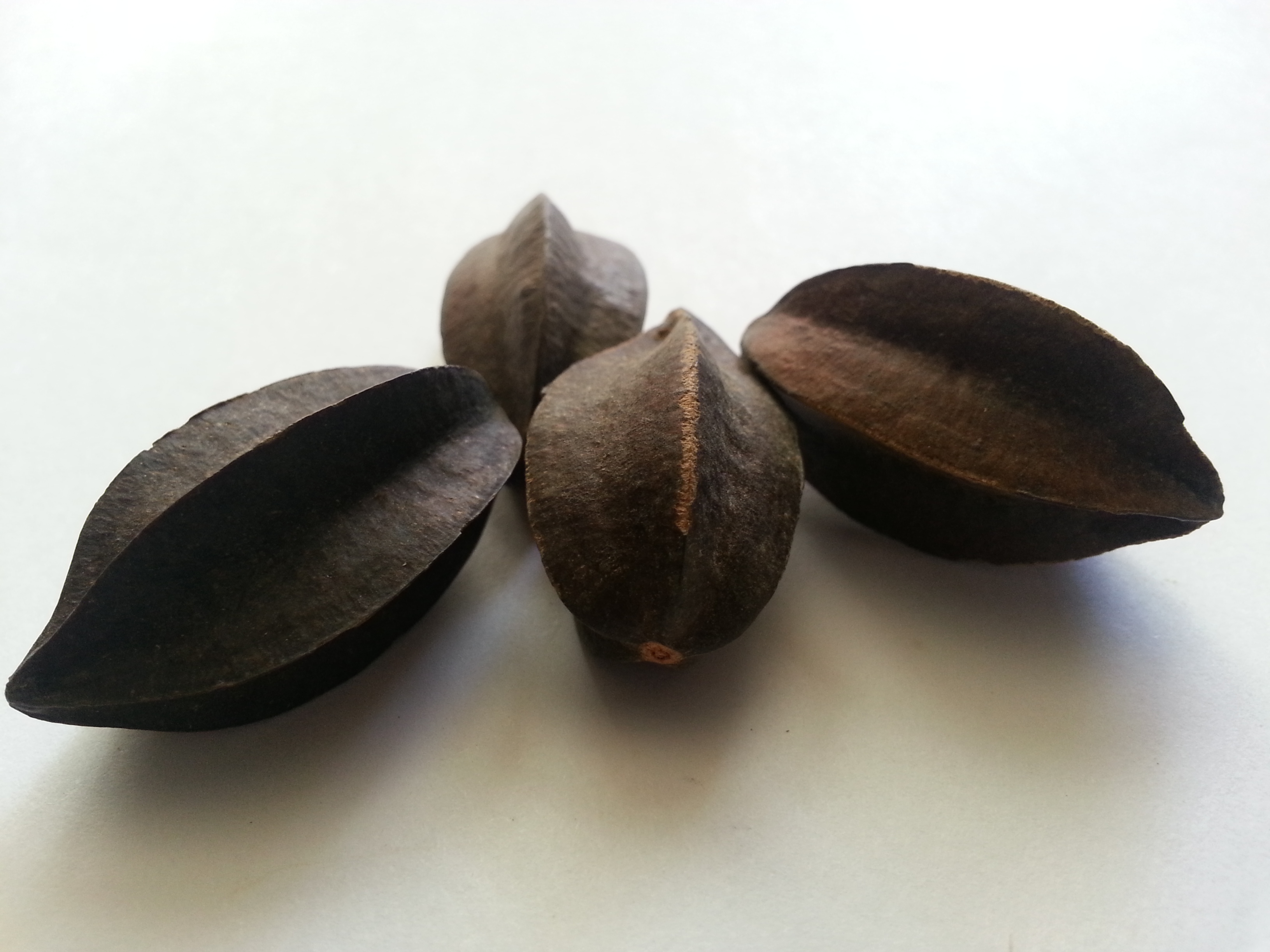 shi jun zi, quisqualis fructus.jpg