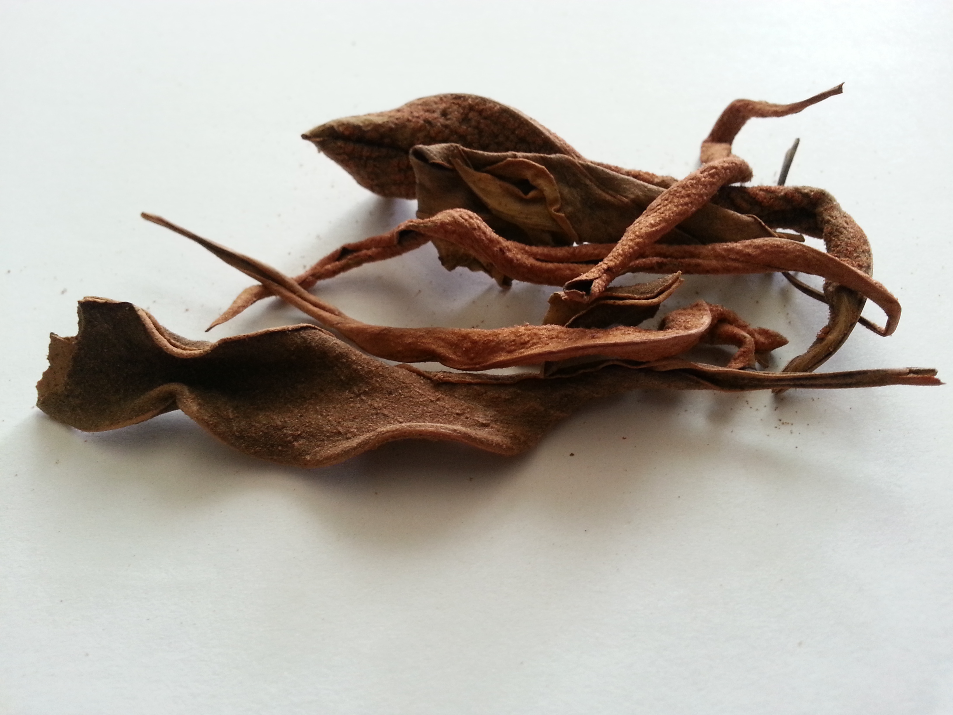 shi wei, pyrrosiae folium.jpg