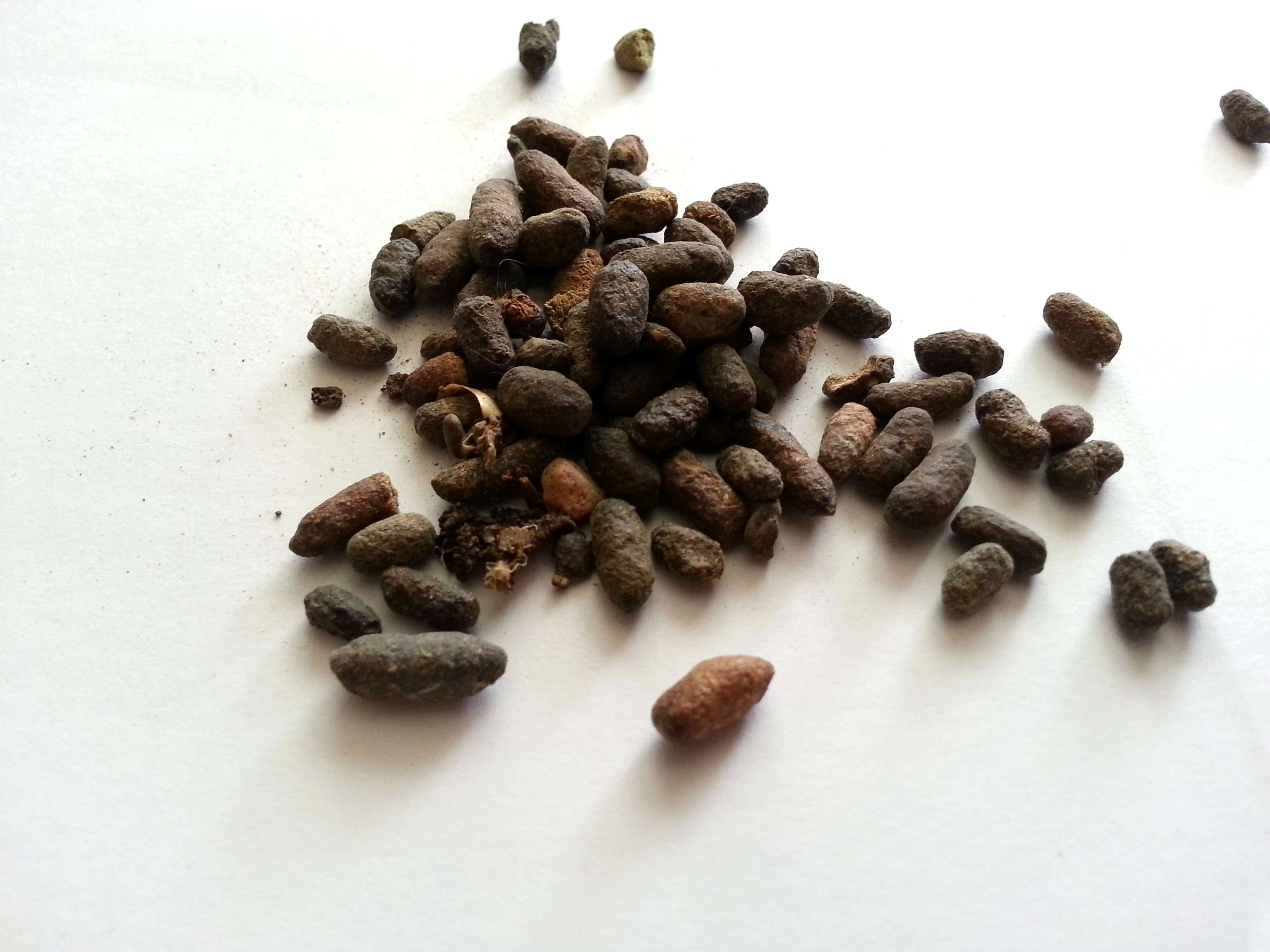 wu ling zhi, trogopterori faeces.jpg