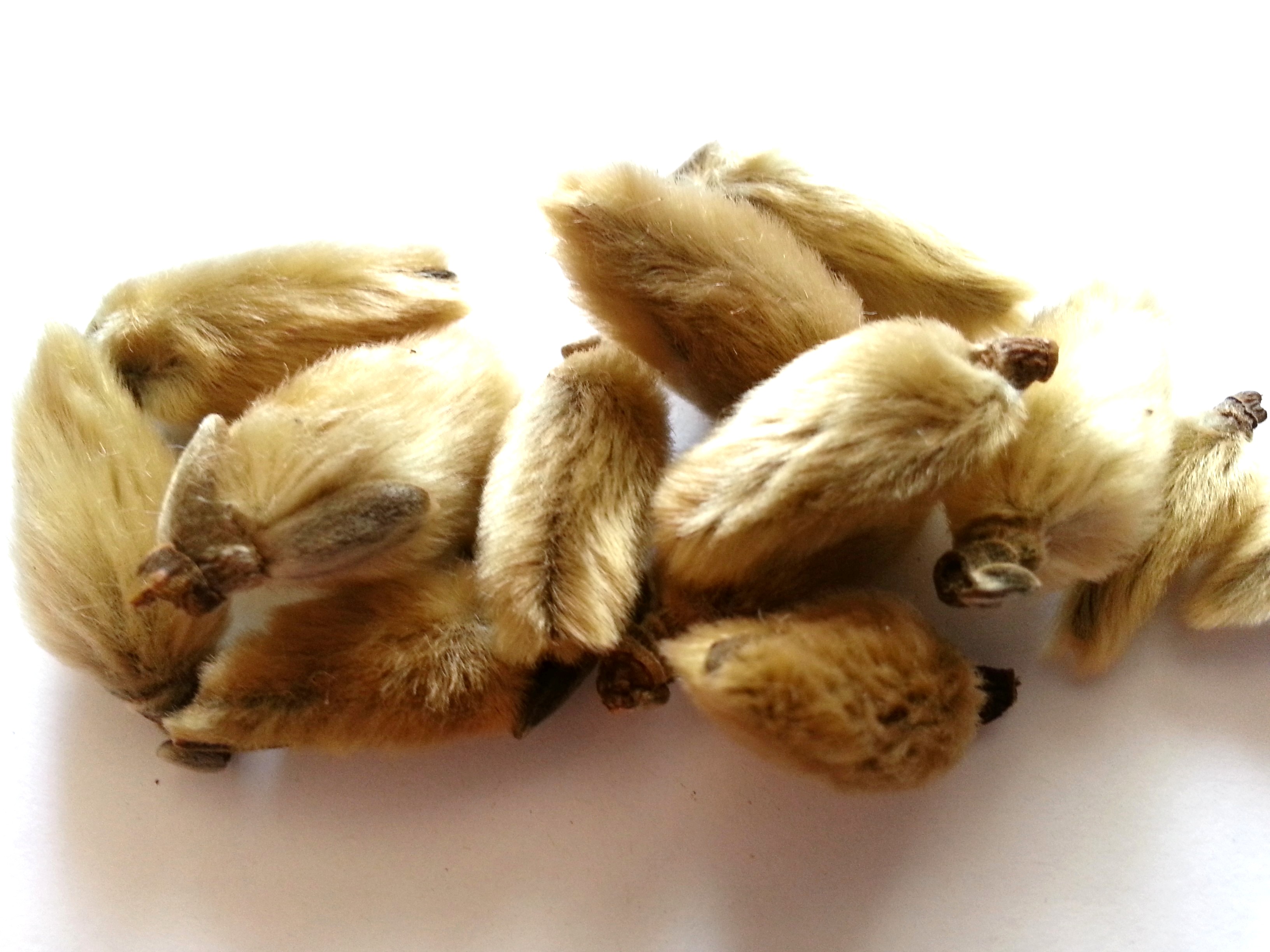 xin yi, magnoliae flos.jpg