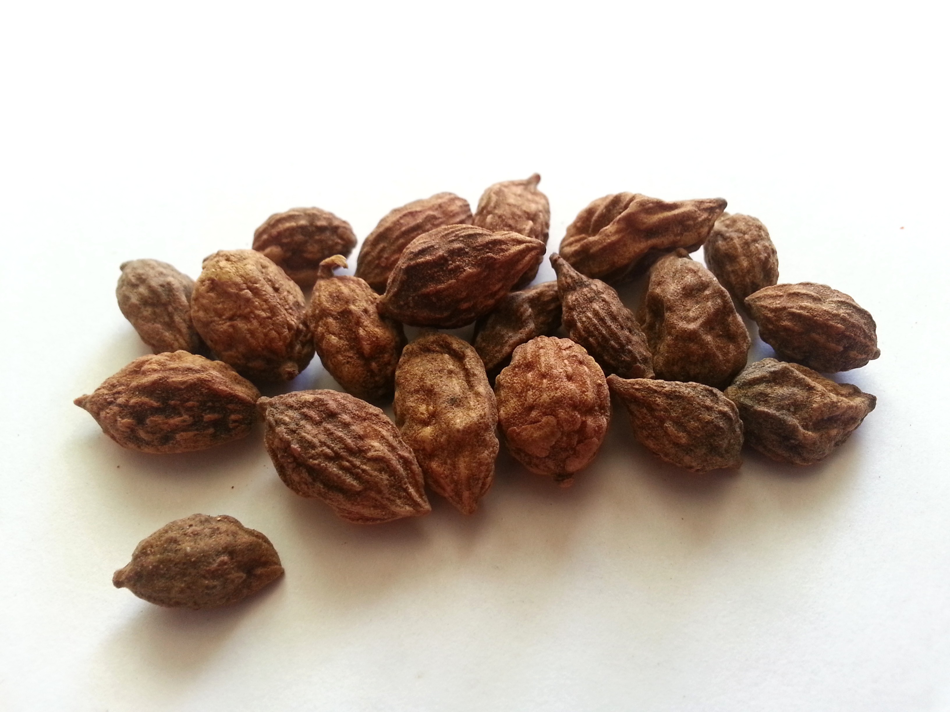 yi zhi ren, alphiniae oxyphyllae fructus.jpg