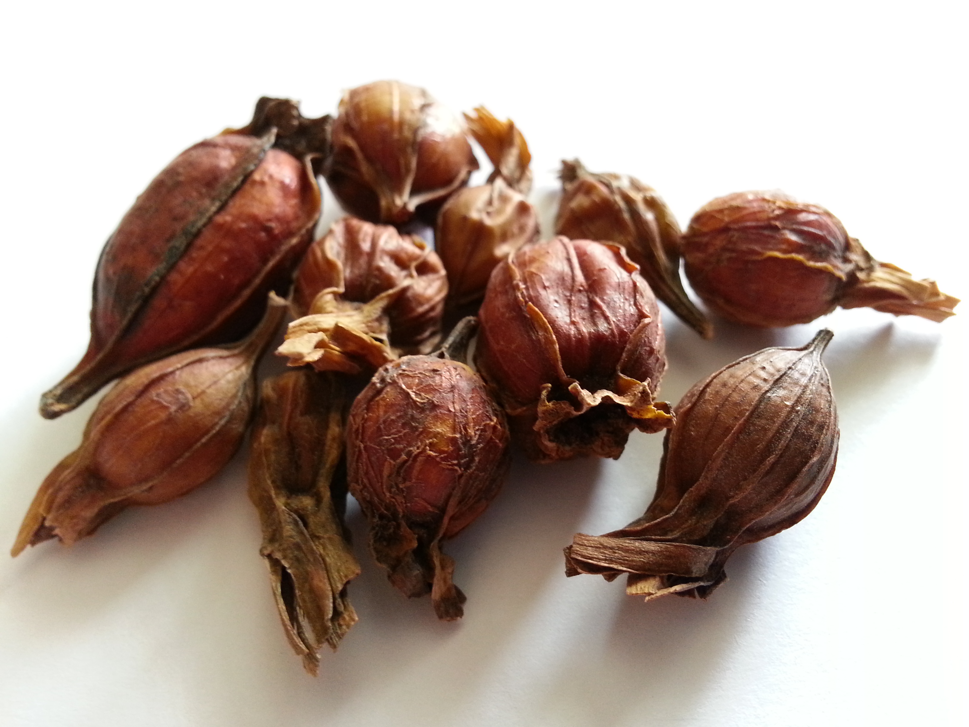 zhi zi, gardeniae fructu.jpg