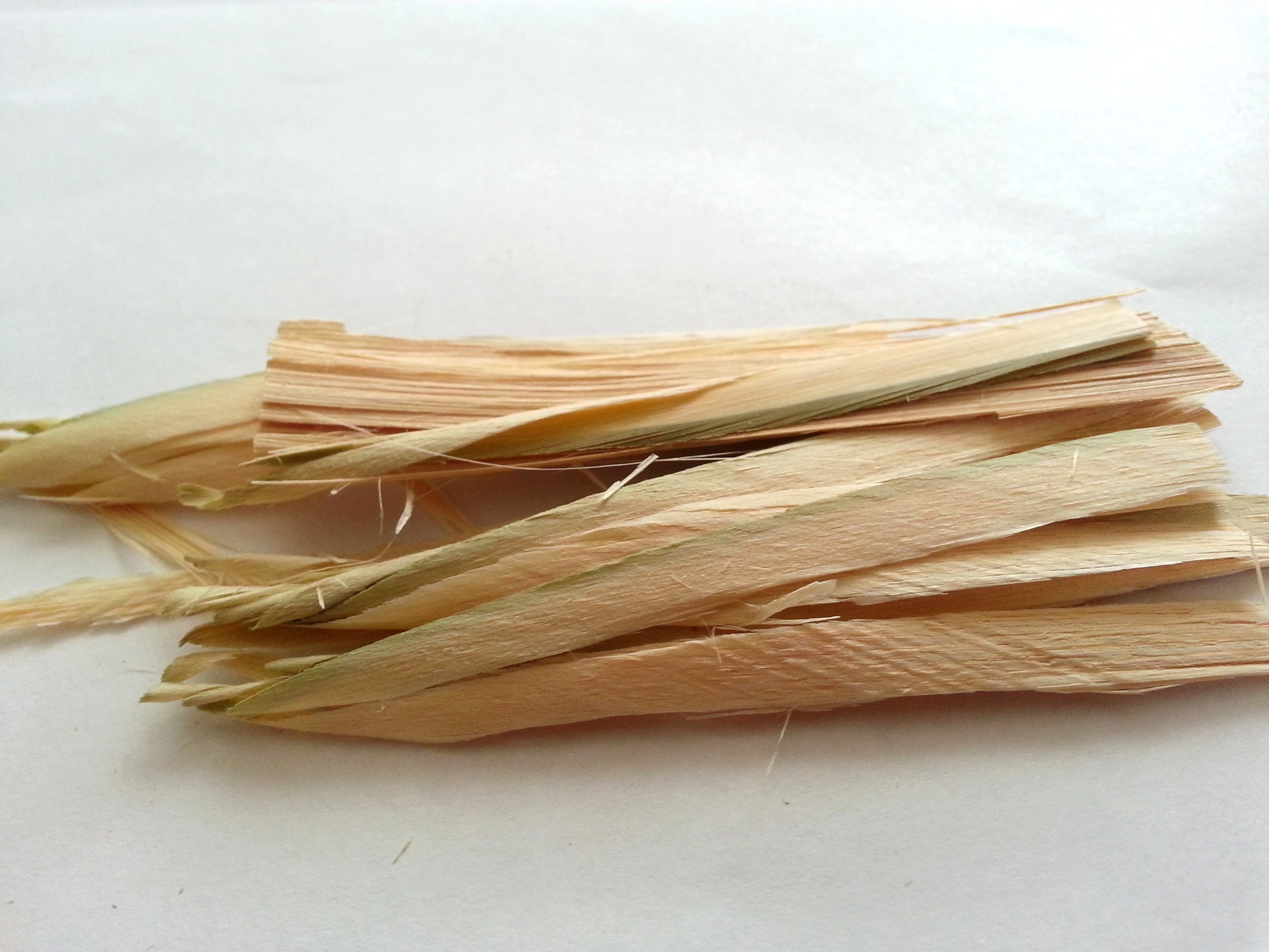 zhu ru, bambusae caulis in taeniam.jpg