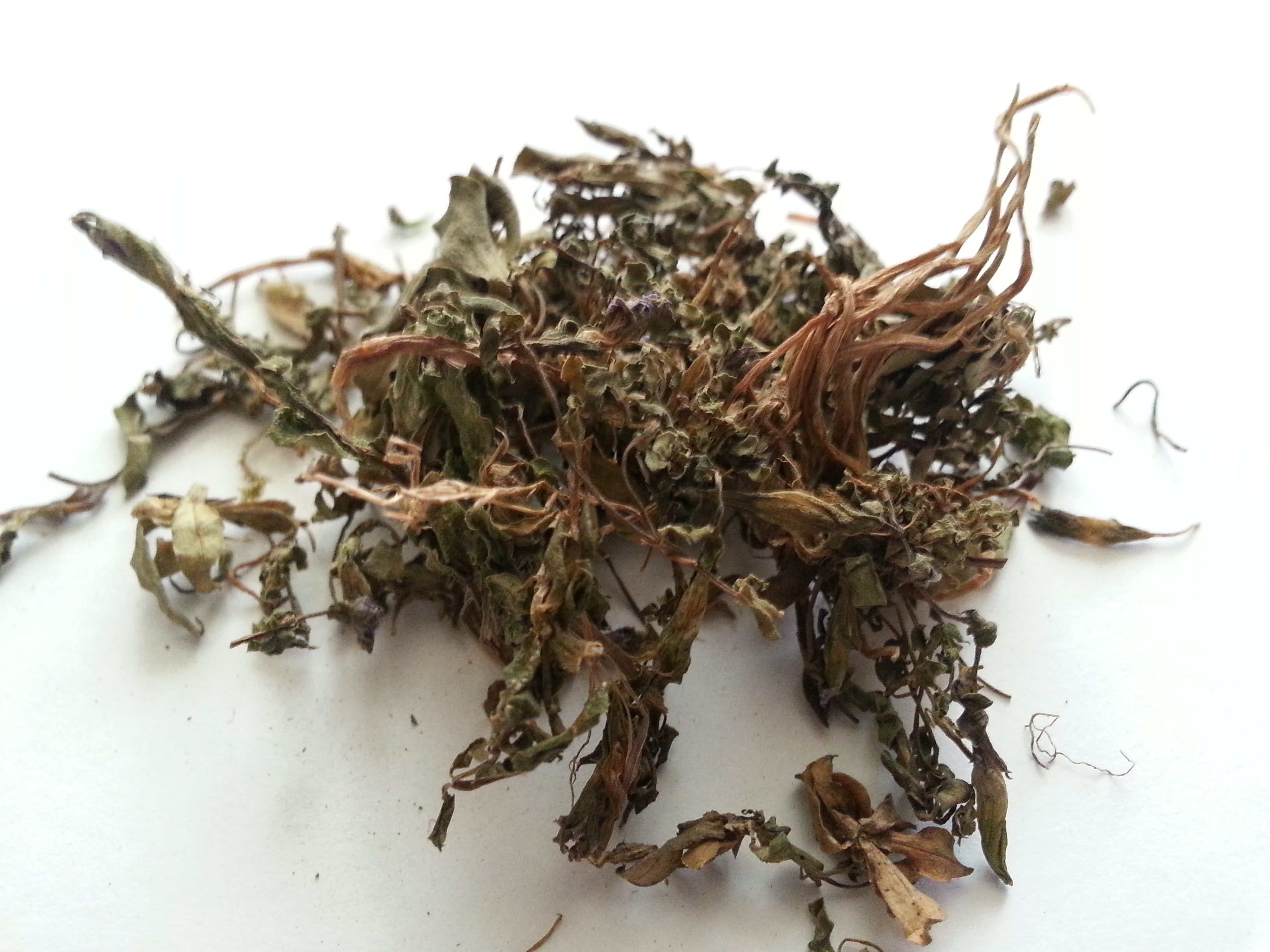 zi hua di ding, violae herba.jpg